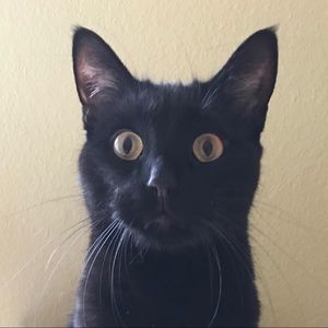 Meet your Posher, Molly